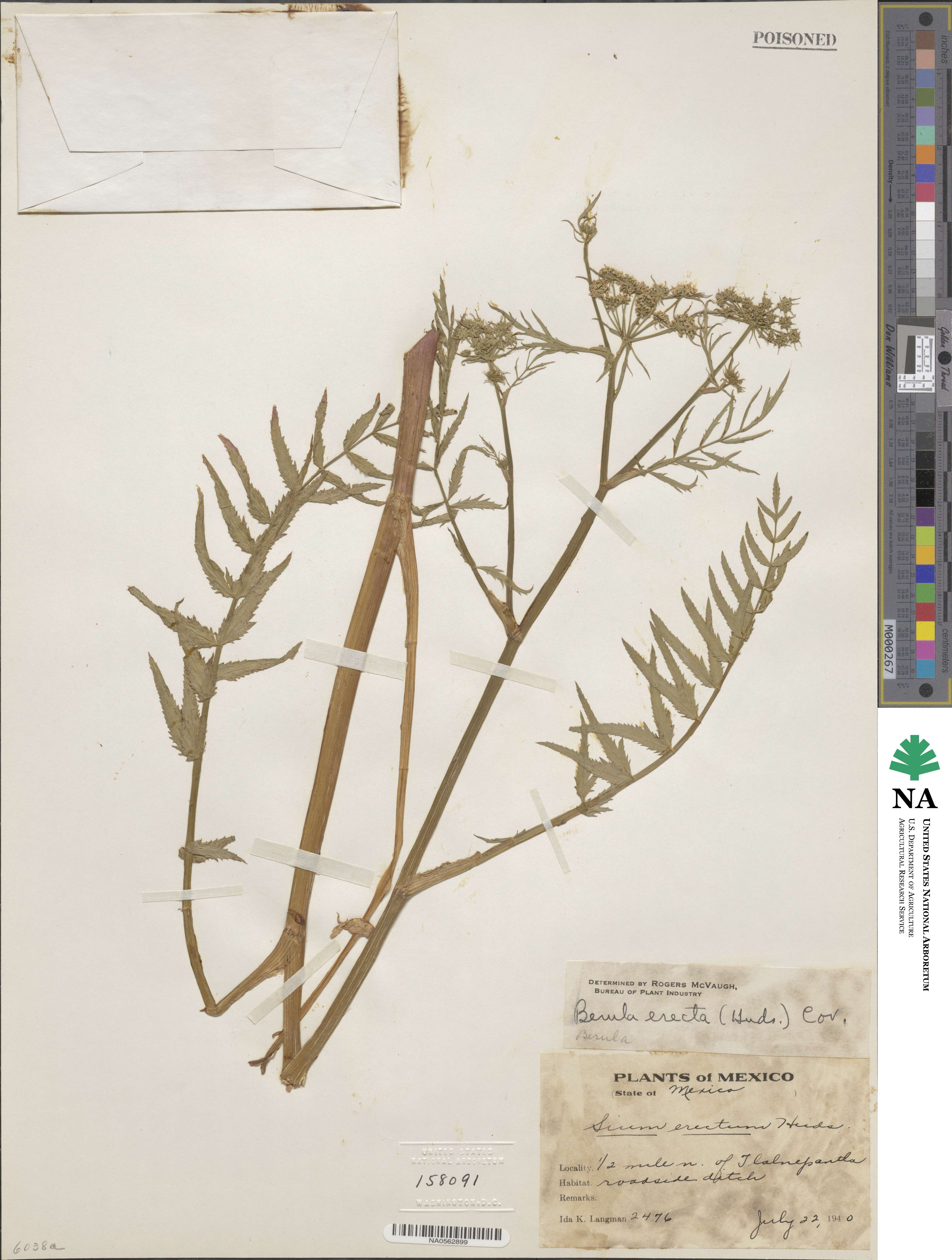 Berula erecta image