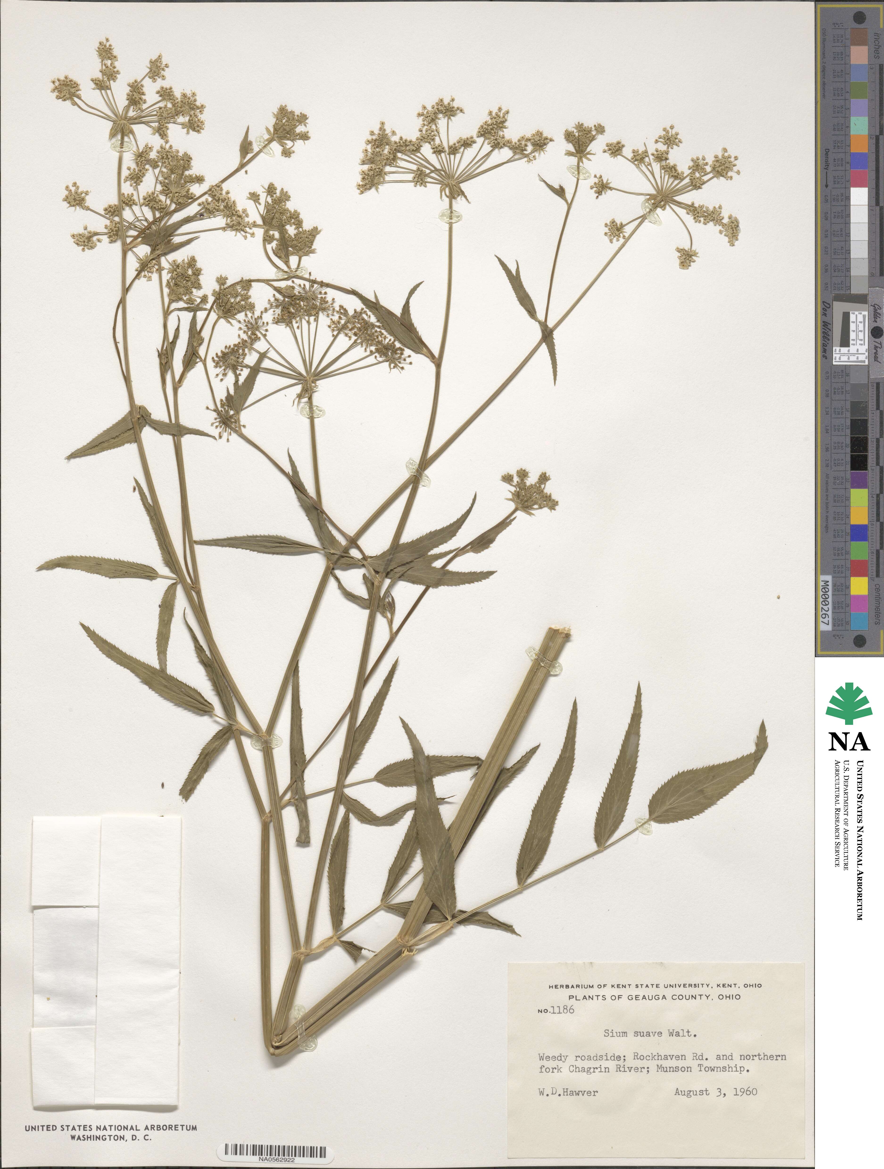 Sium image
