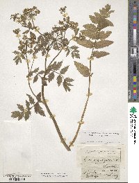 Berula erecta subsp. erecta image