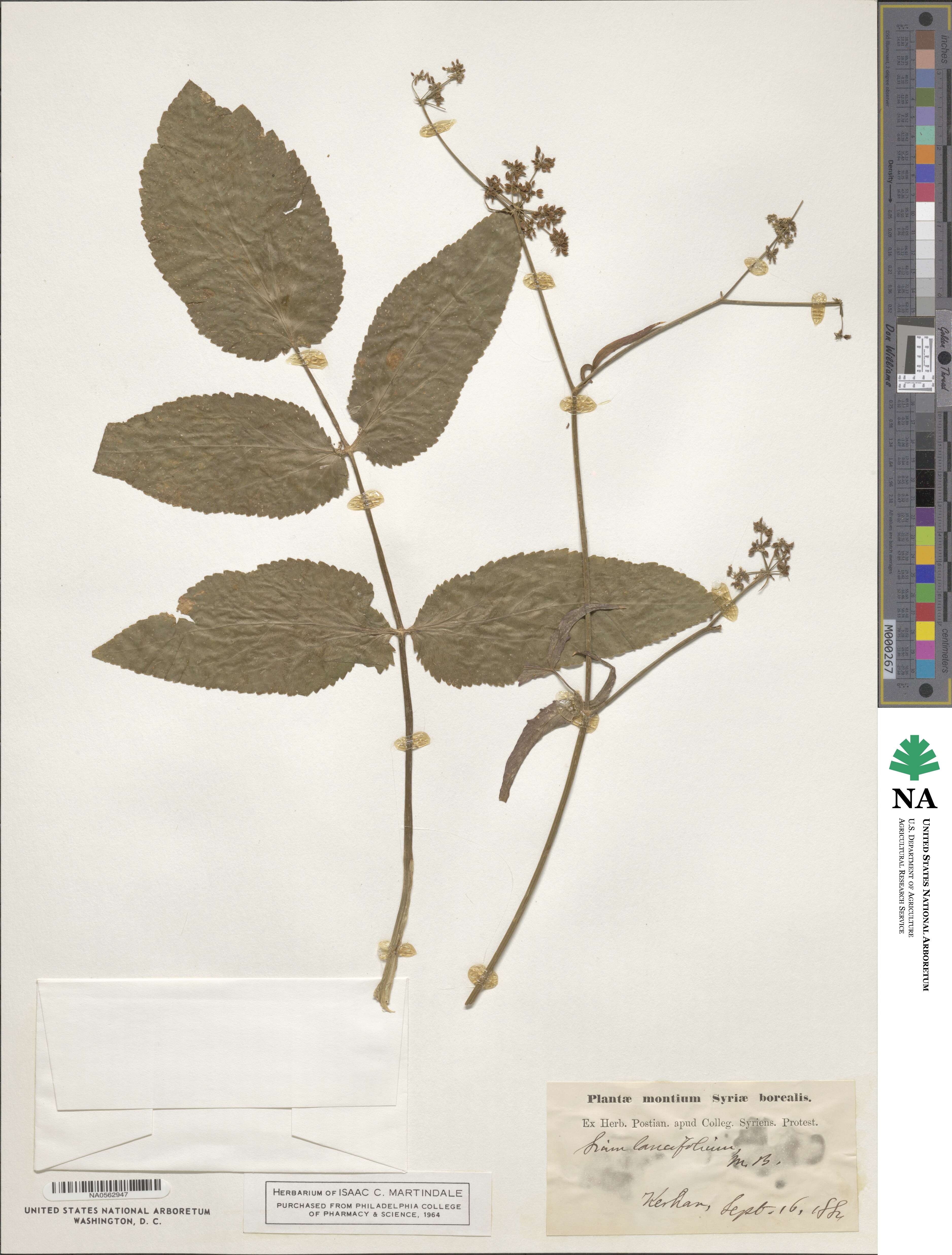 Sium lancifolium image