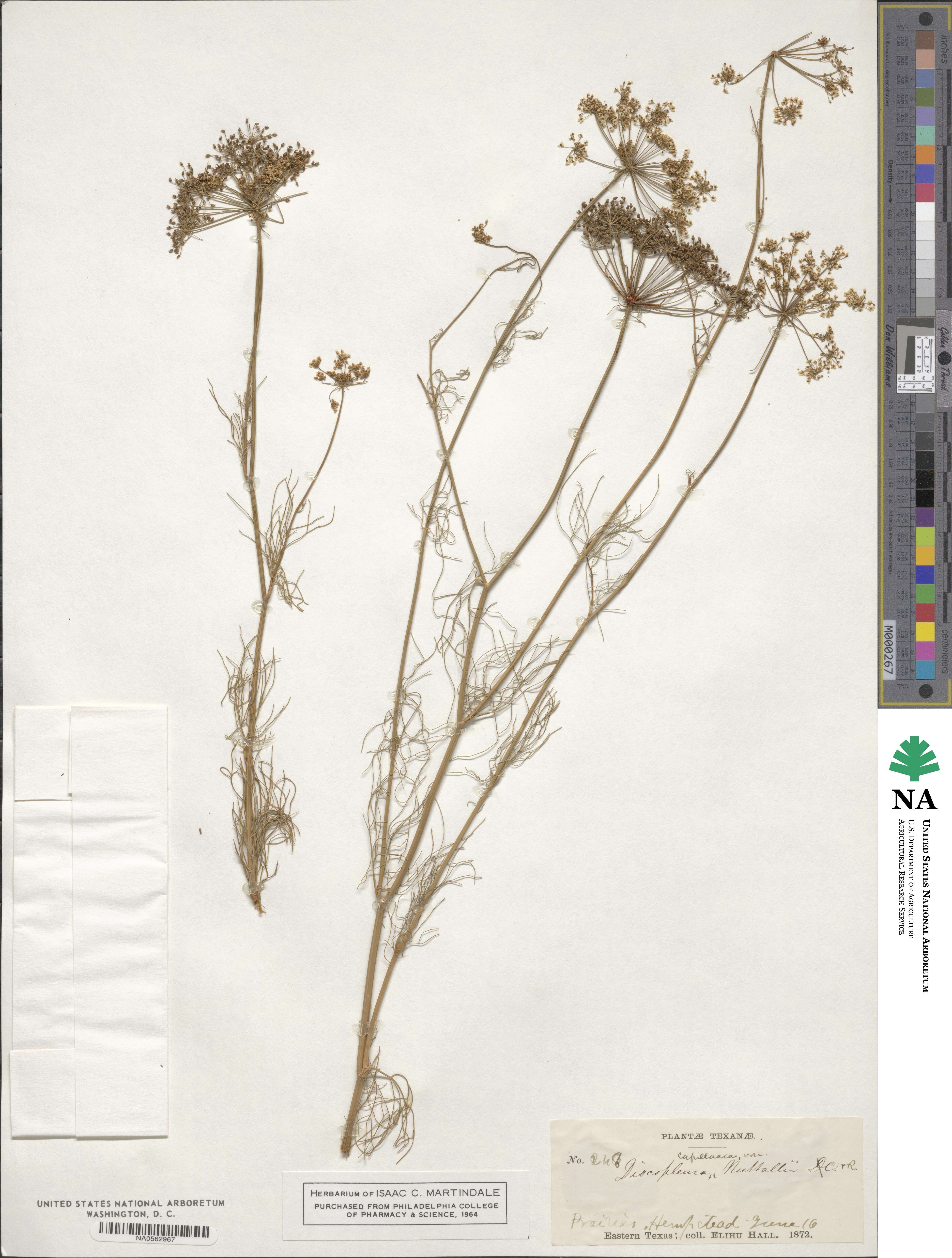 Ptilimnium capillaceum image