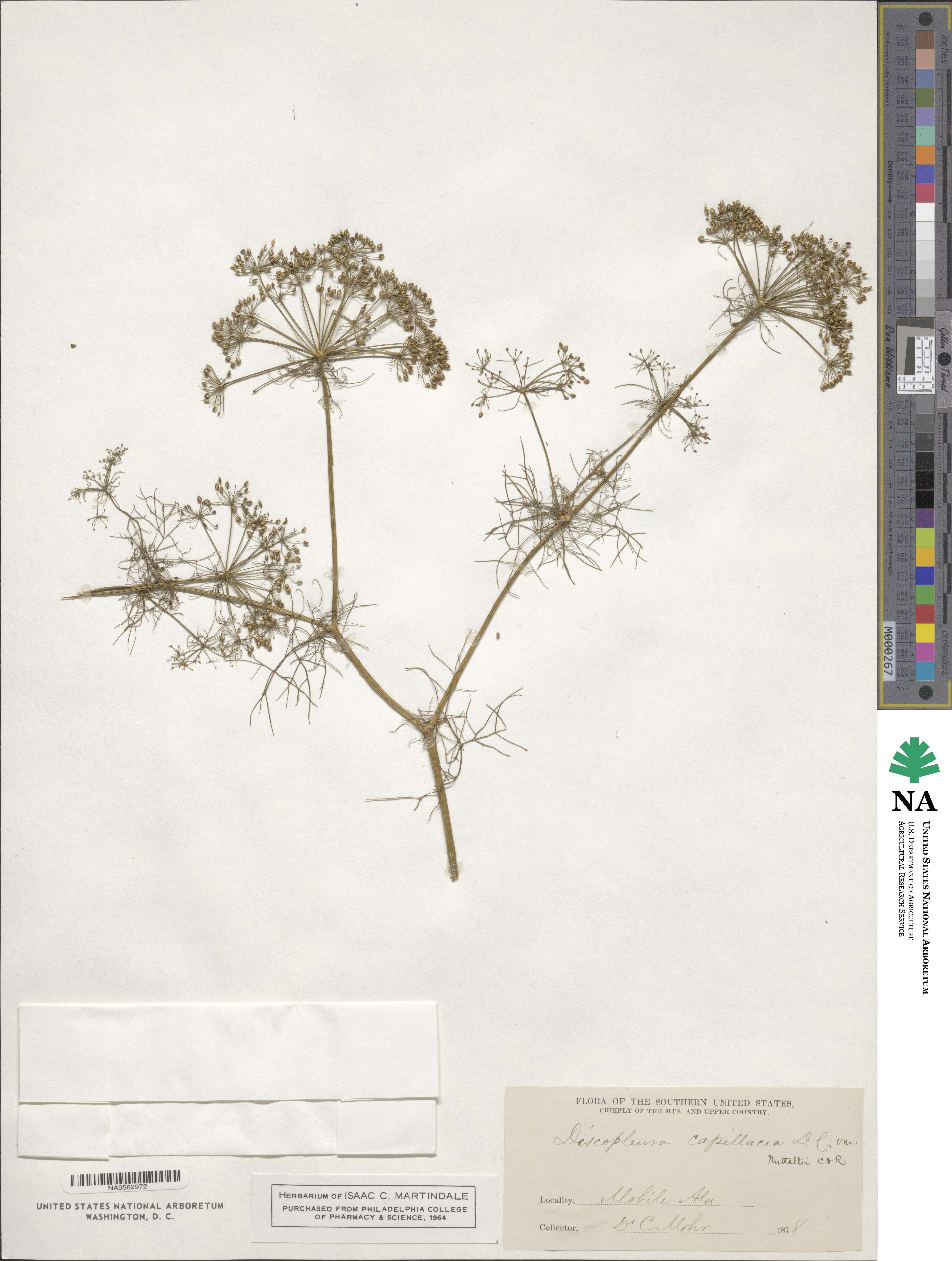 Ptilimnium capillaceum image