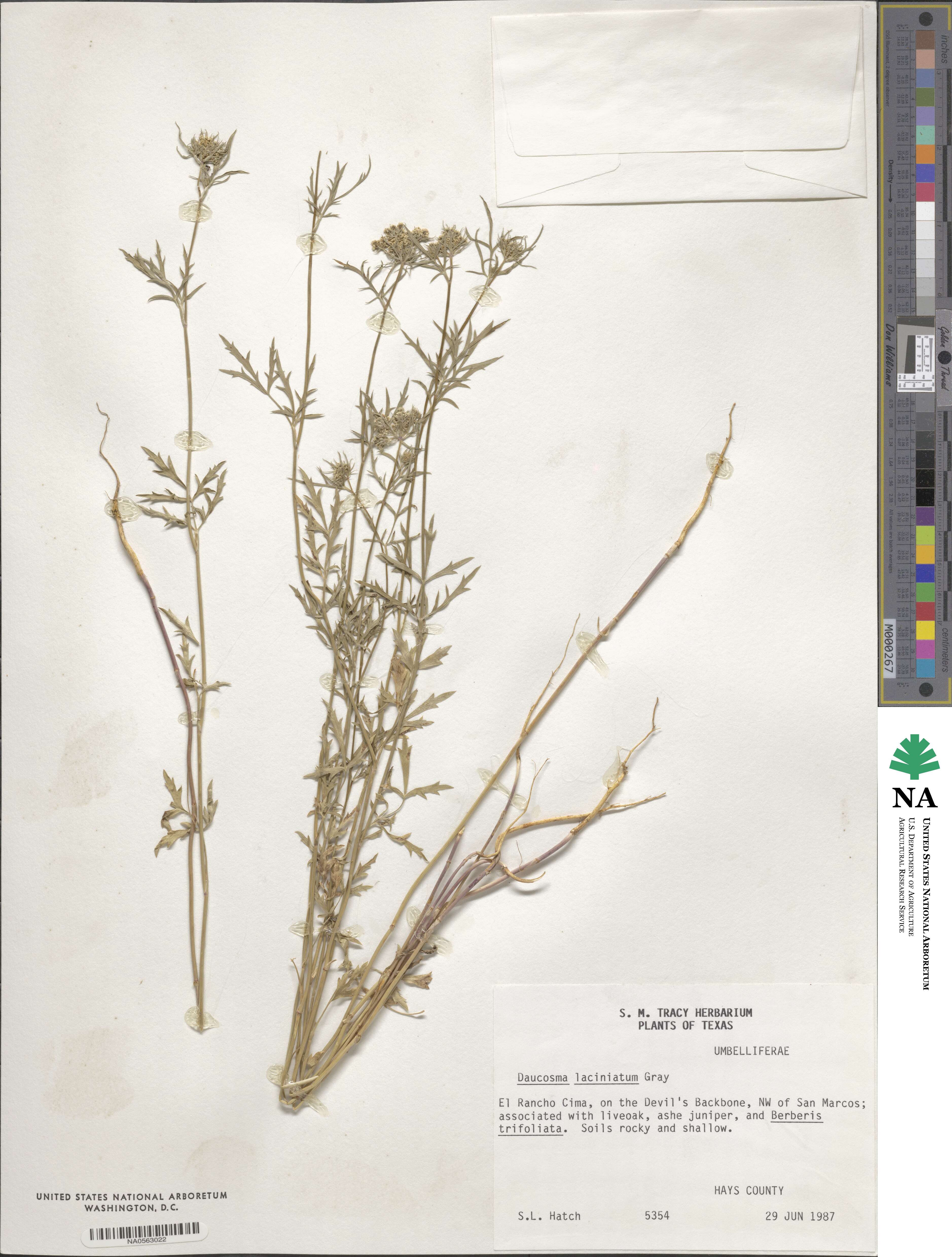 Daucosma laciniatum image