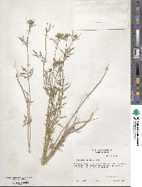 Daucosma laciniatum image