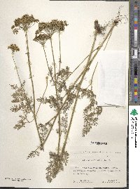 Selinum carvifolia image