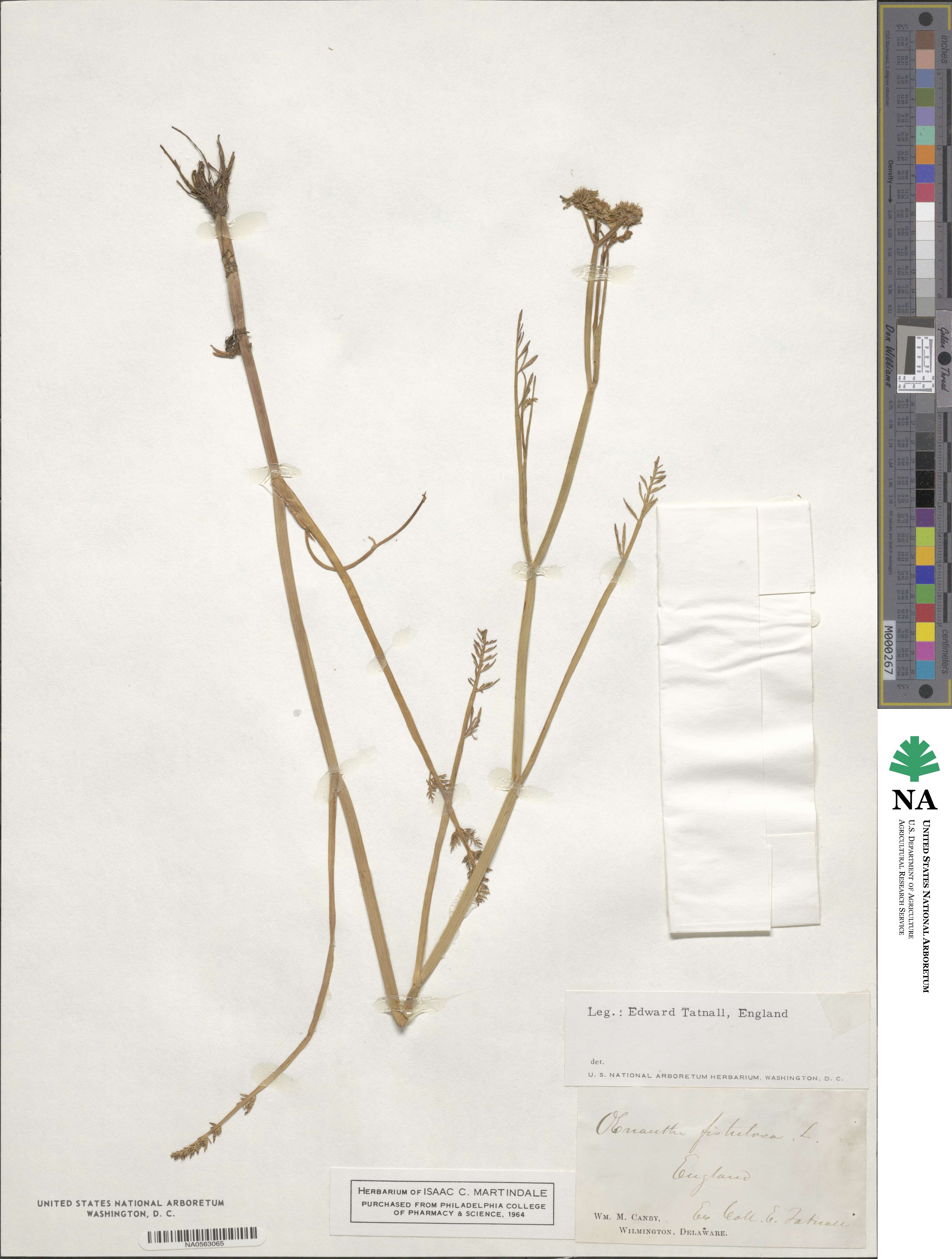 Oenanthe fistulosa image