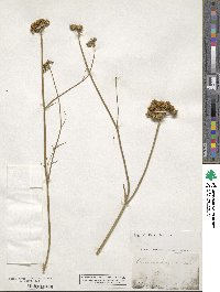 Oenanthe pimpinelloides image