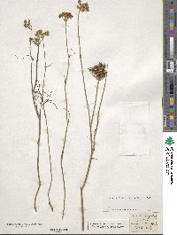 Oenanthe pimpinelloides image