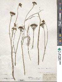 Oenanthe pimpinelloides image