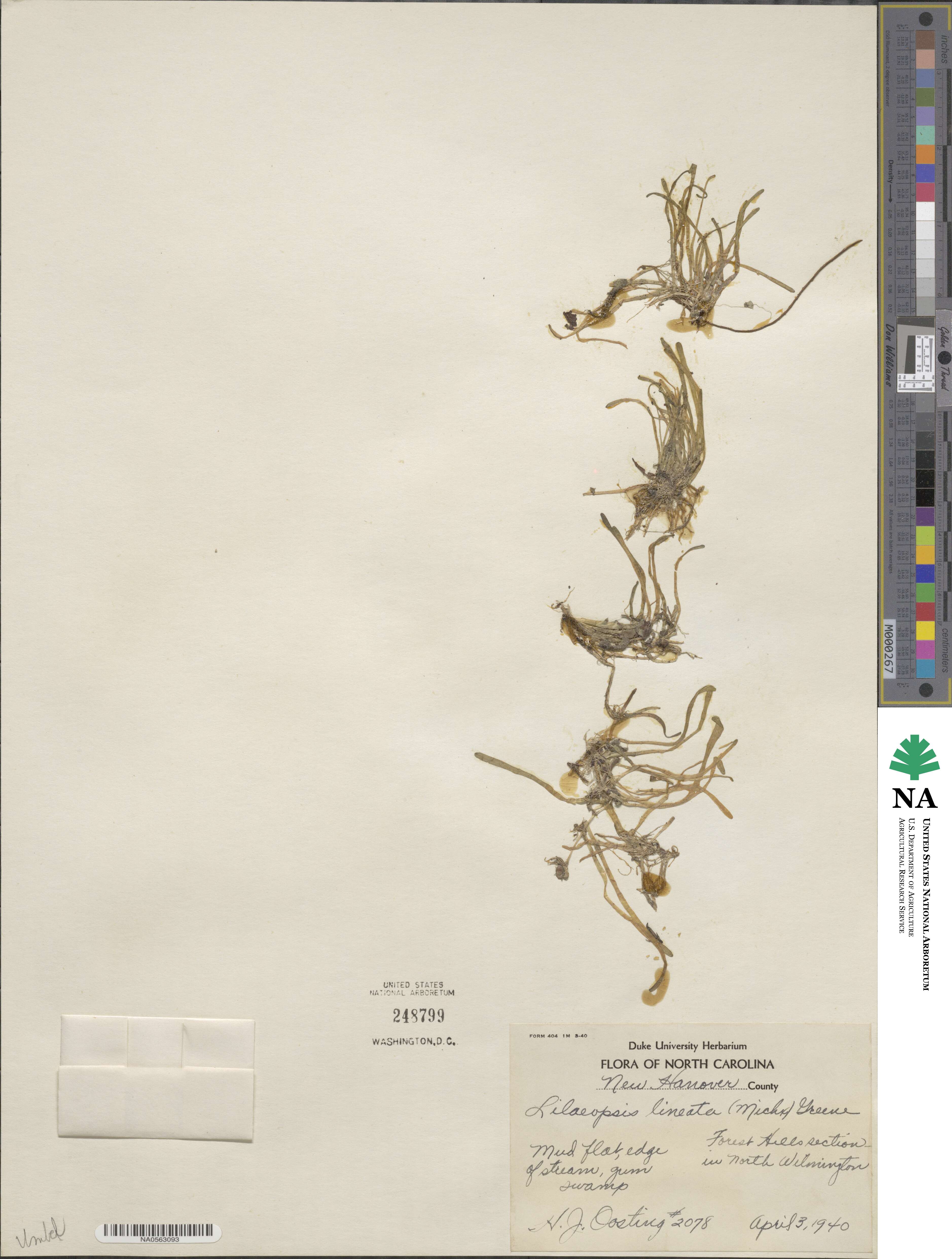 Lilaeopsis chinensis image