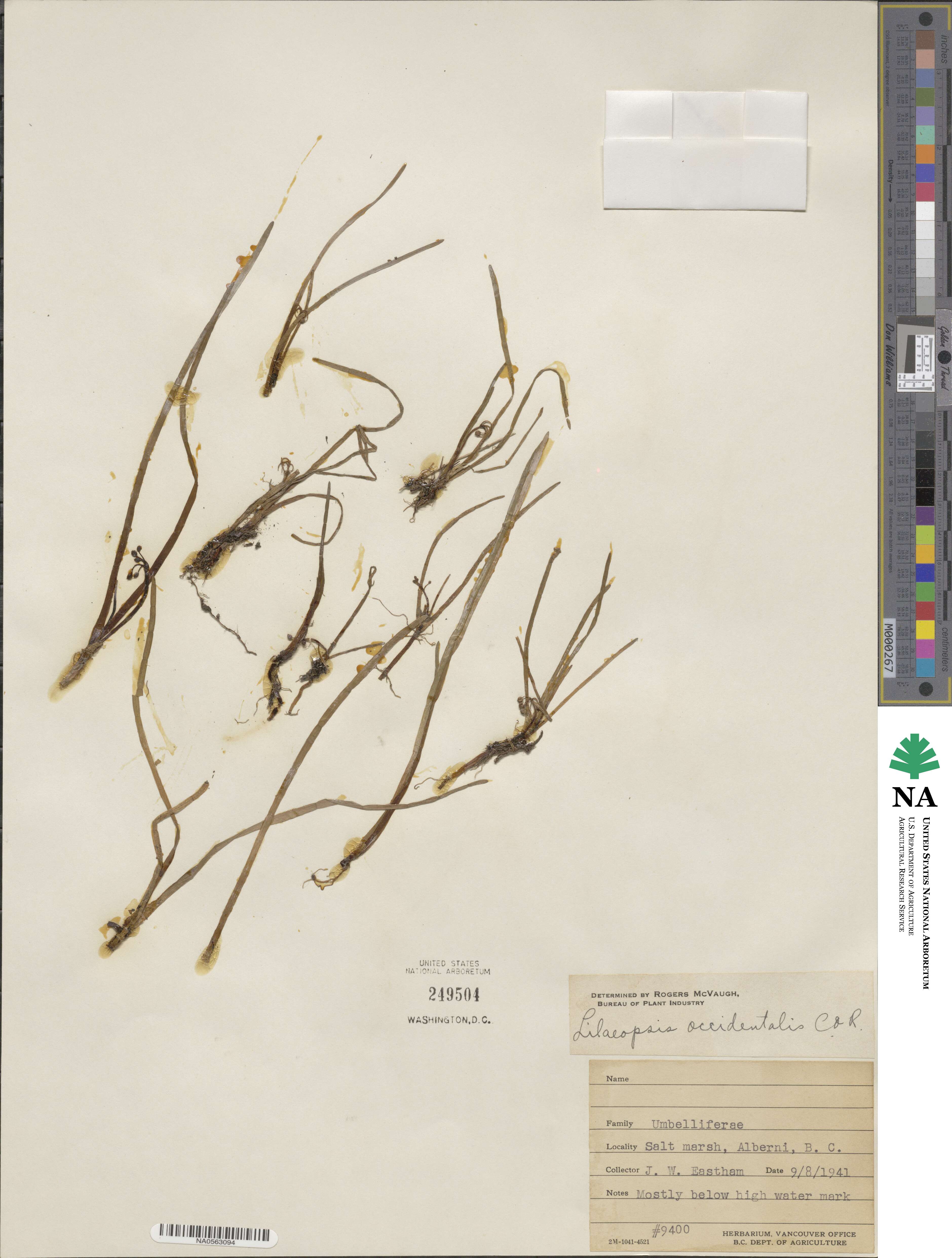 Lilaeopsis occidentalis image