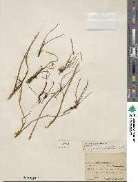 Lilaeopsis occidentalis image