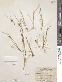 Lilaeopsis occidentalis image