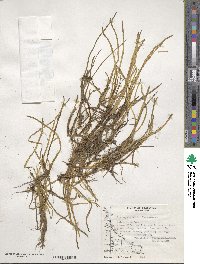 Lilaeopsis macloviana image