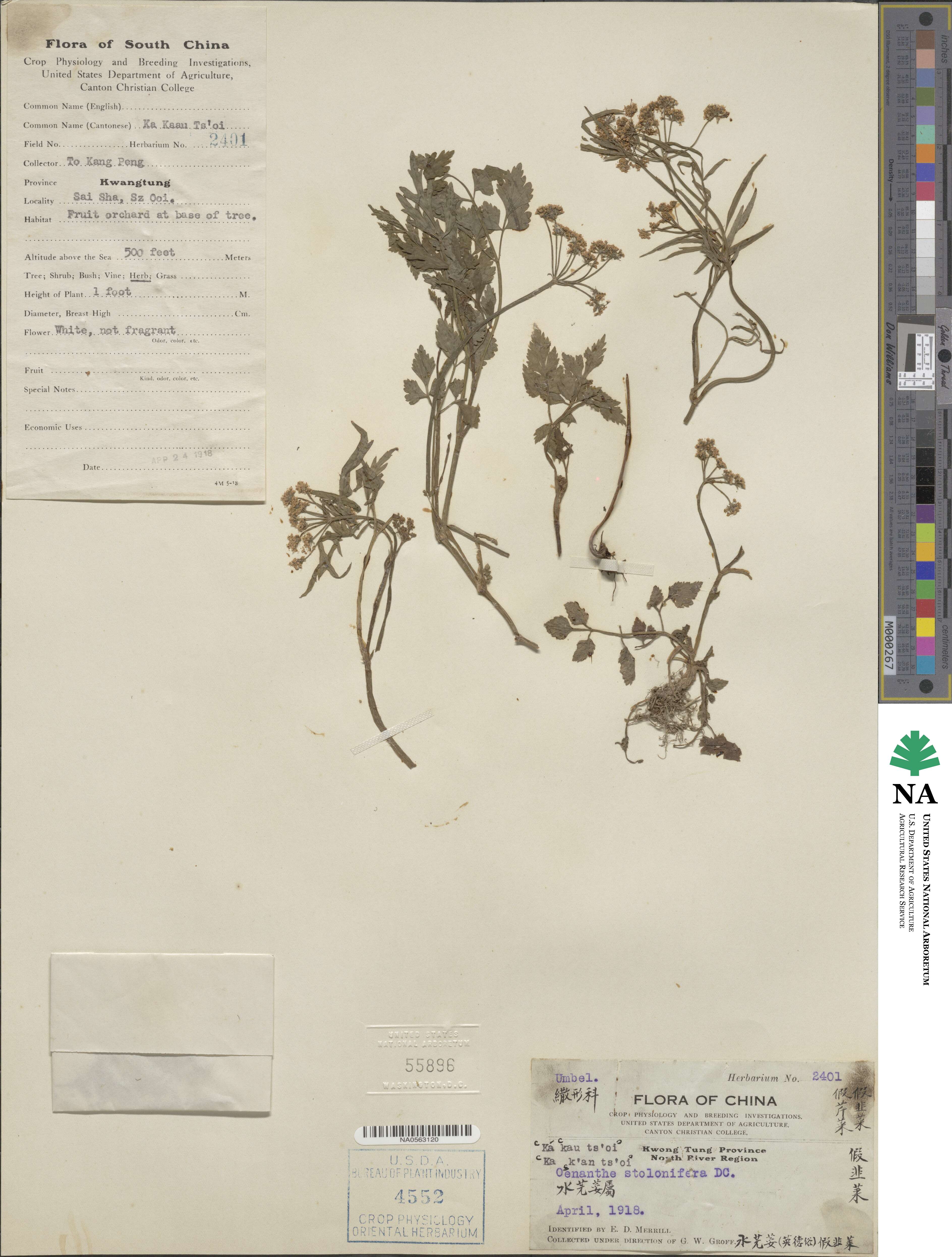 Oenanthe javanica image