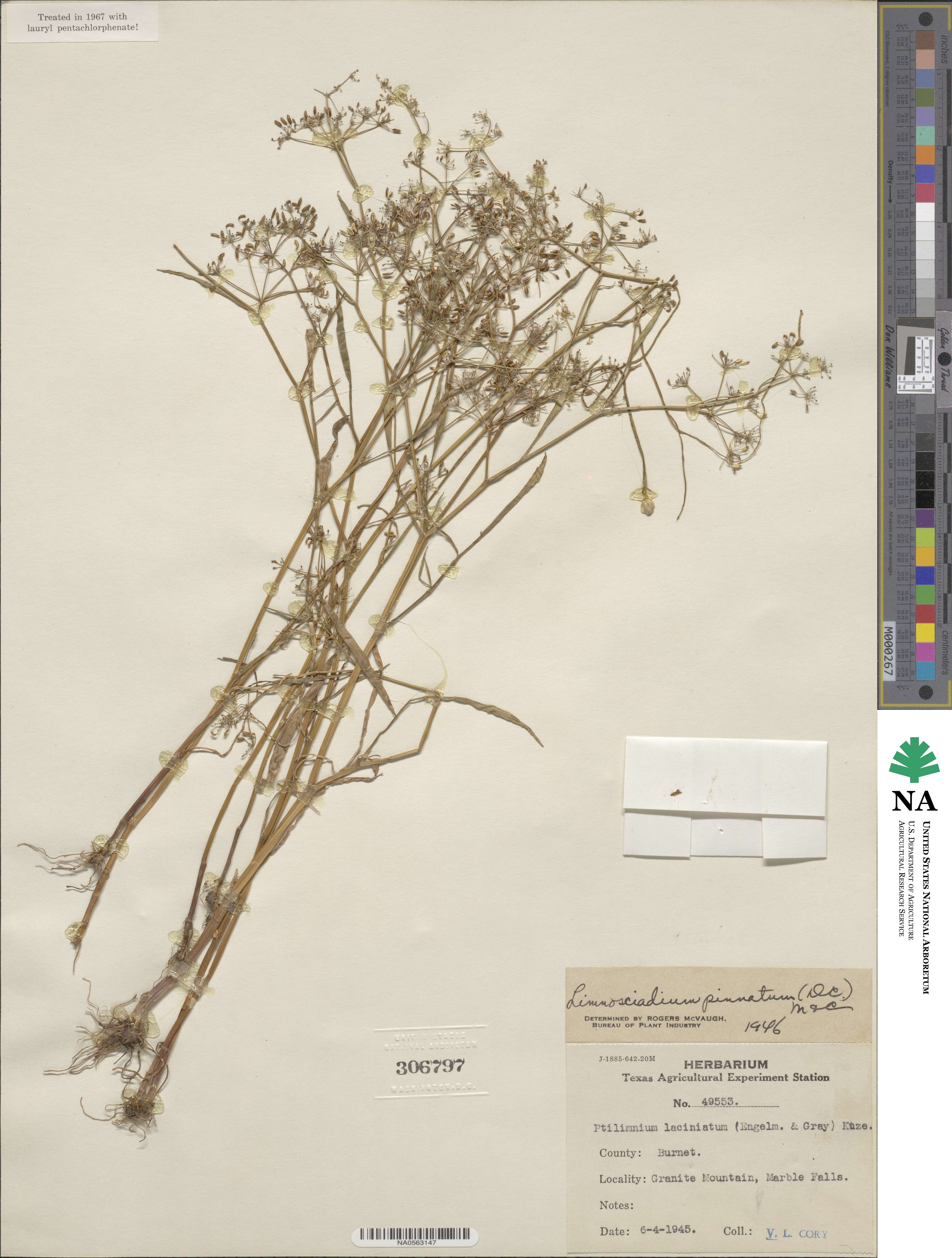 Limnosciadium pinnatum image