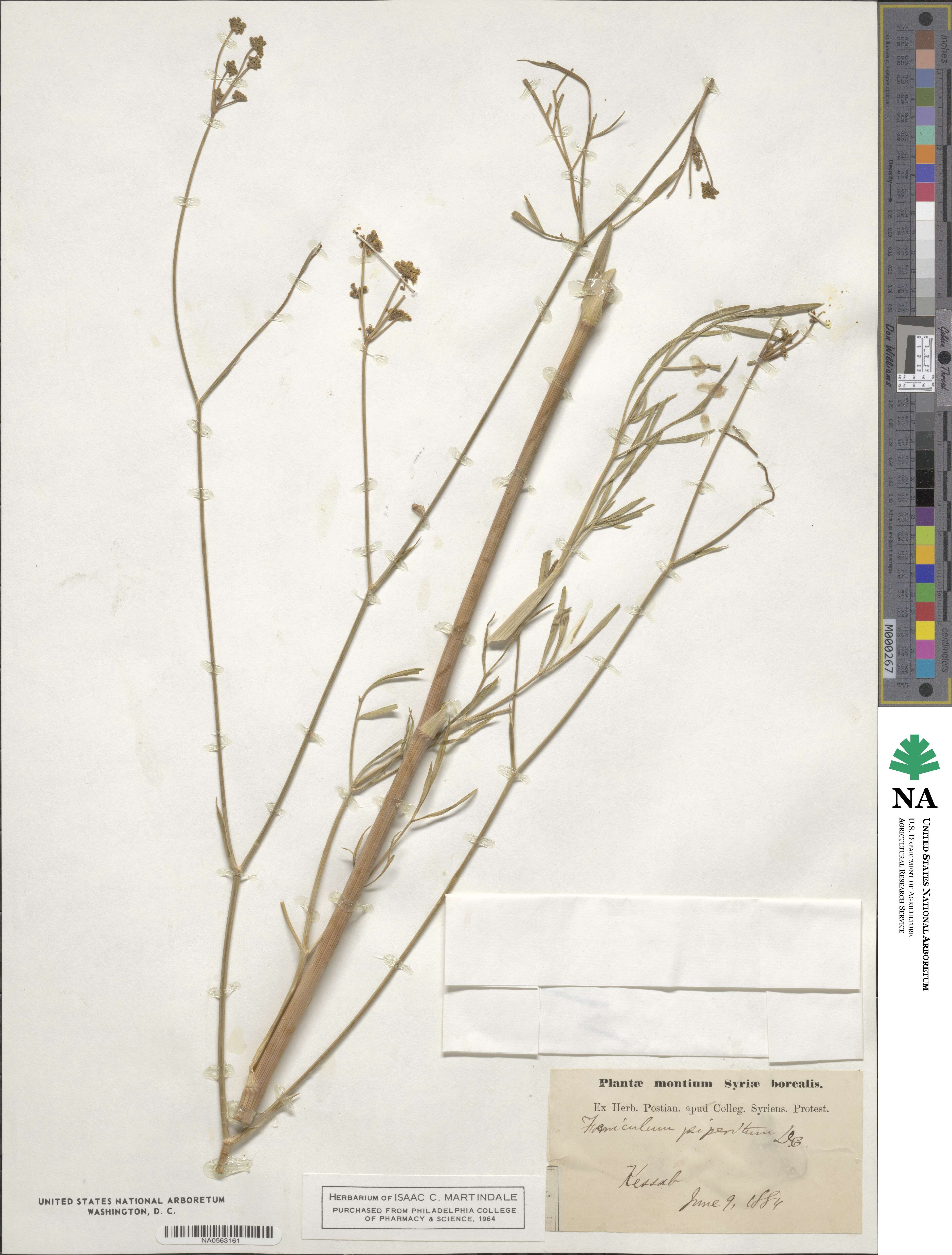 Foeniculum vulgare var. piperitum image