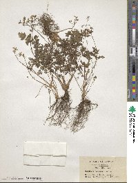 Aegopodium decumbens image