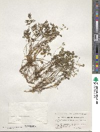 Aegopodium decumbens image