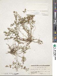 Aegopodium decumbens image