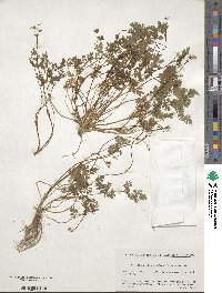 Aegopodium decumbens image