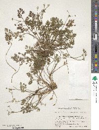 Aegopodium decumbens image