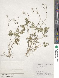 Aegopodium decumbens image