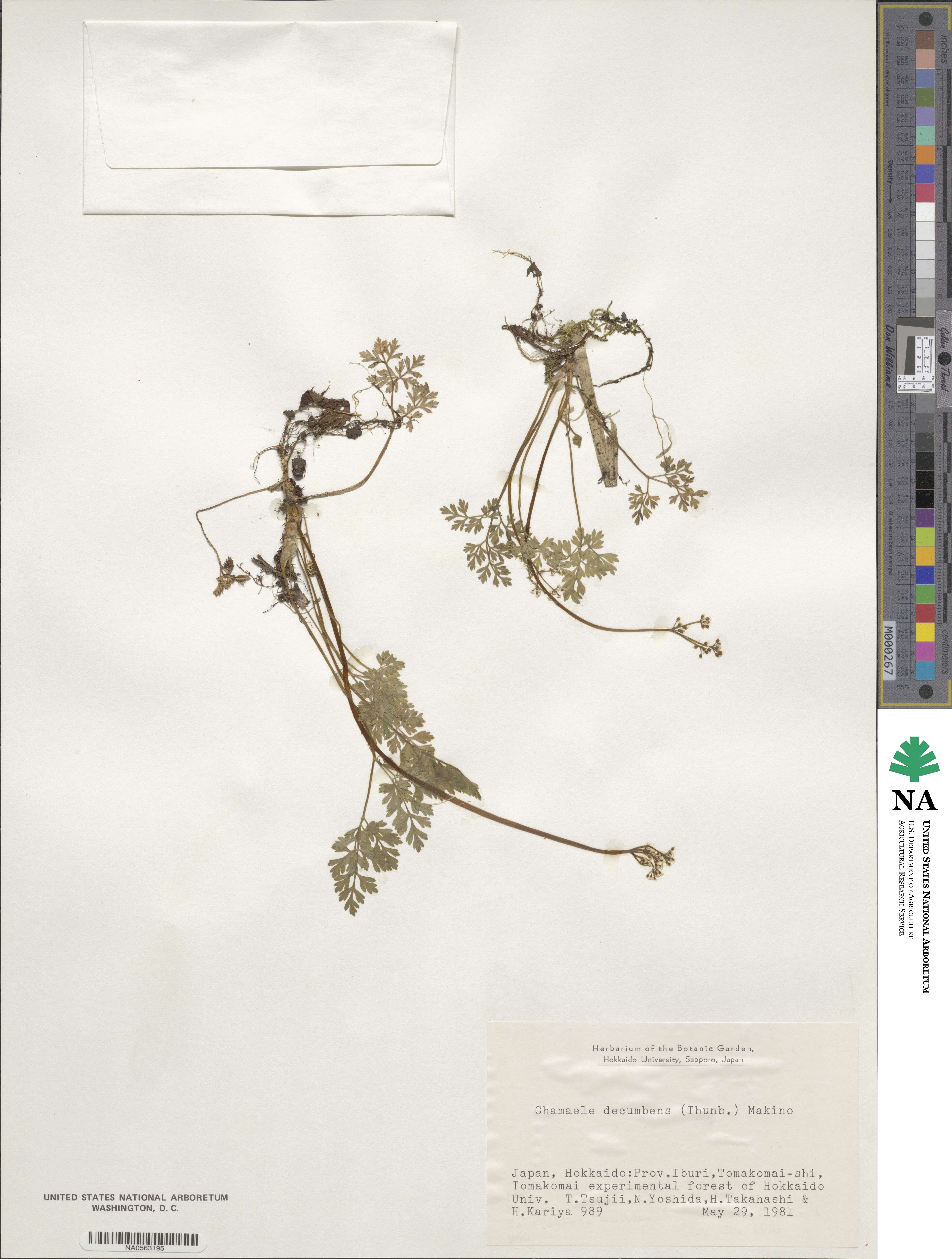 Aegopodium decumbens image