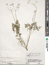 Aegopodium decumbens image