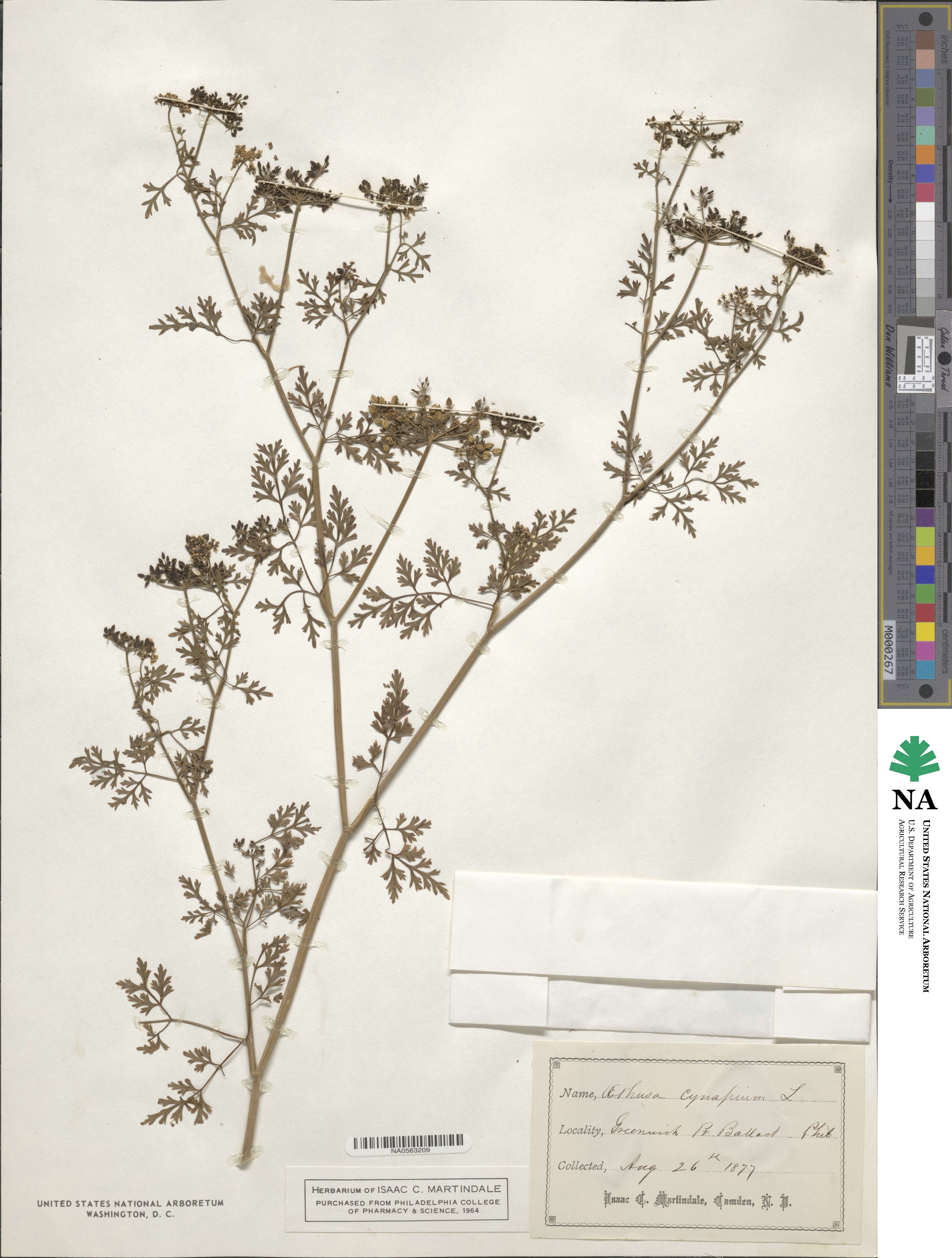 Aethusa cynapium image