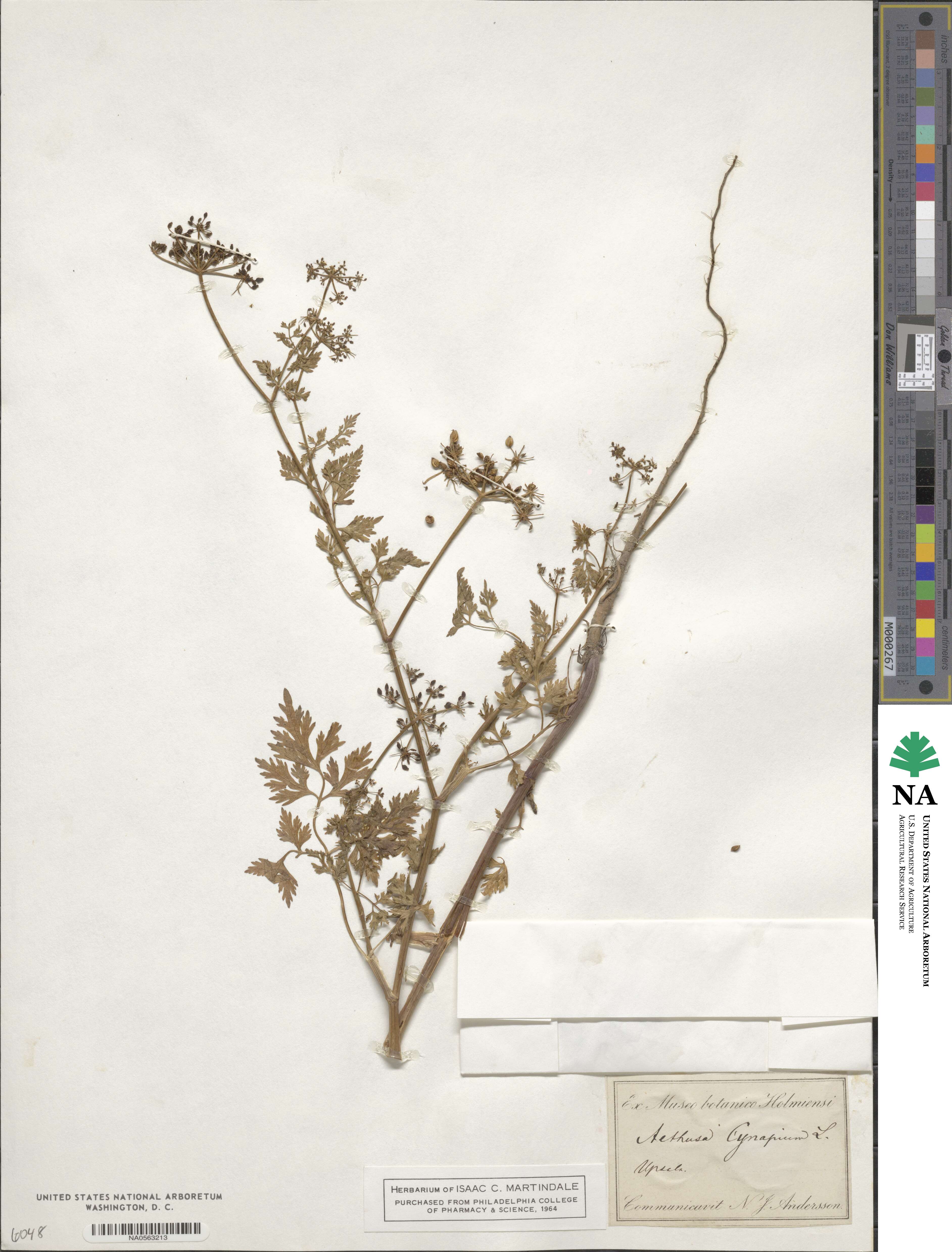 Aethusa cynapium image