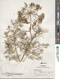 Anethum graveolens image