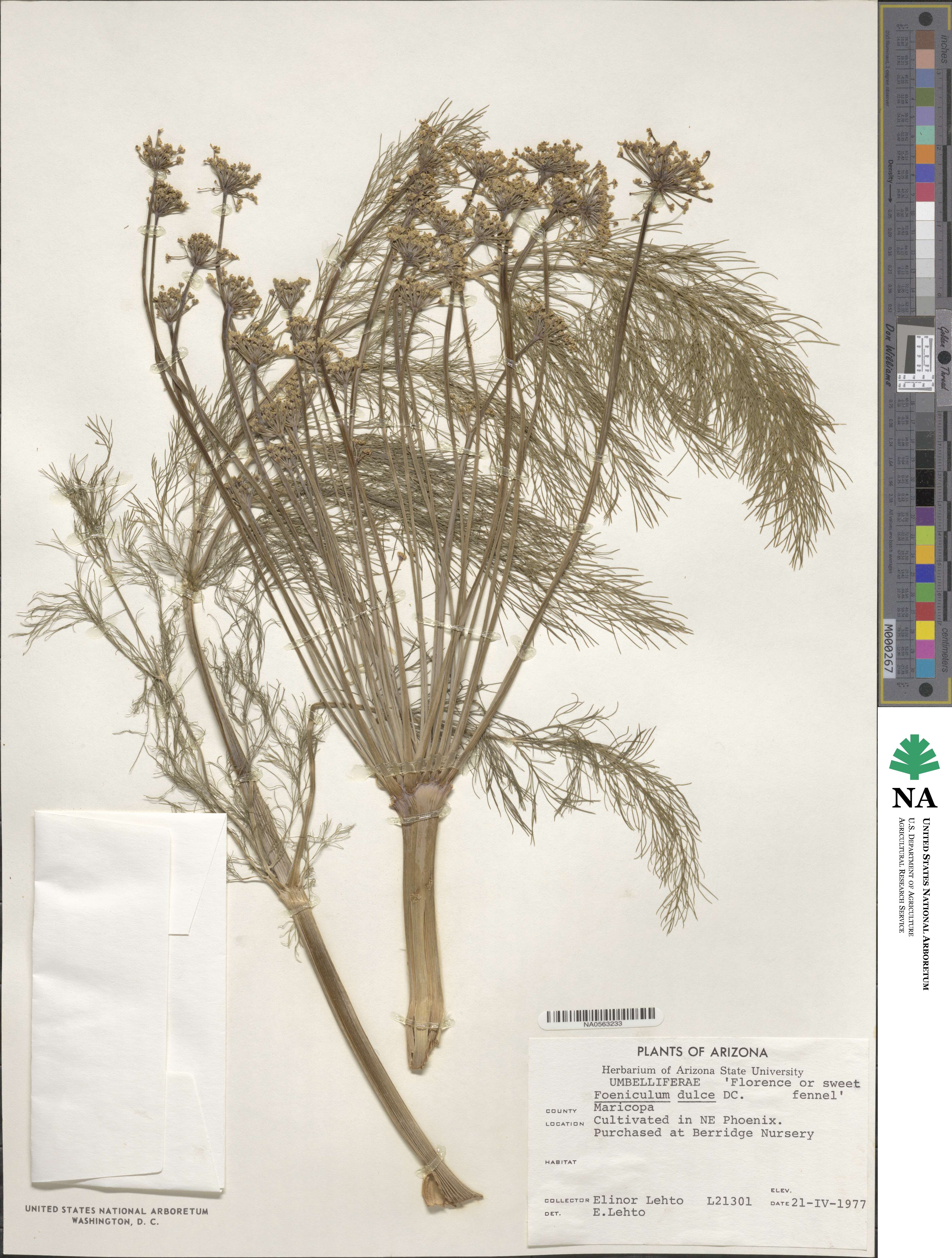 Foeniculum vulgare var. dulce image