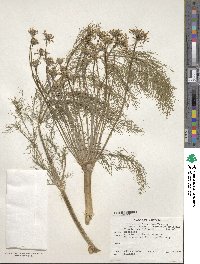 Foeniculum vulgare var. dulce image