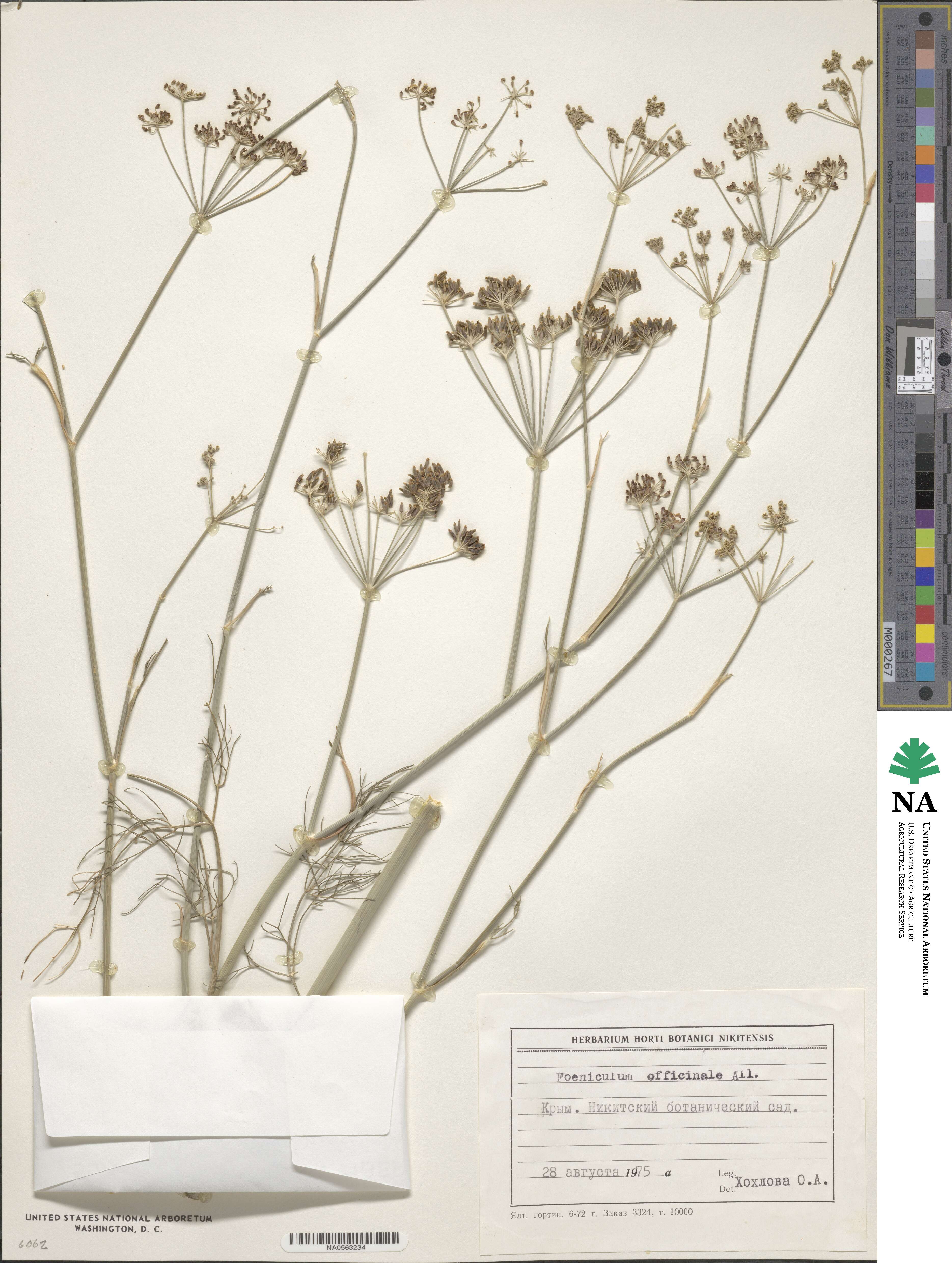 Foeniculum vulgare subsp. vulgare image