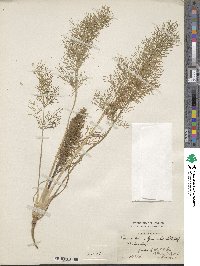 Foeniculum vulgare var. dulce image