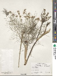 Foeniculum vulgare var. dulce image