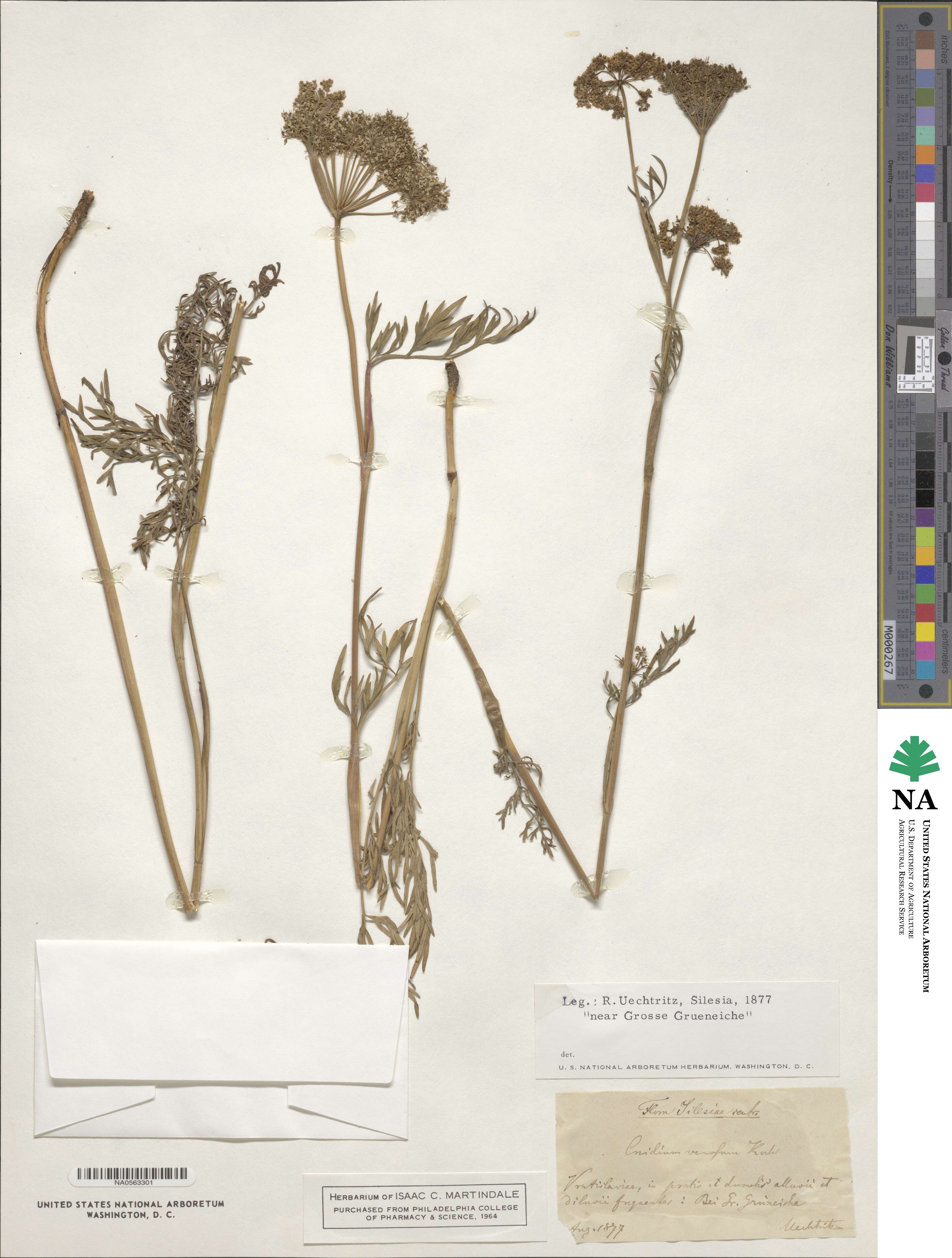 Kadenia dubia image