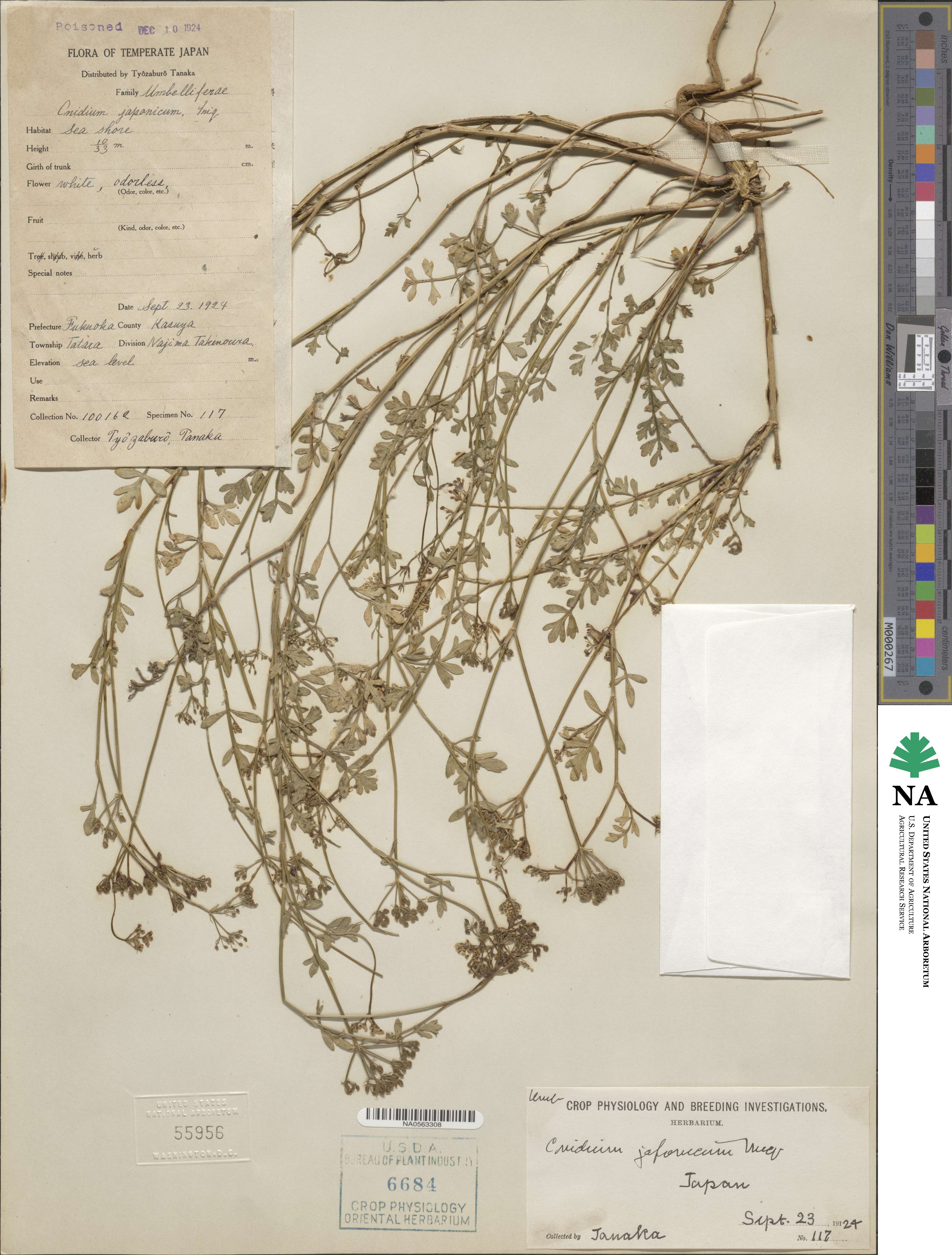 Cnidium japonicum image