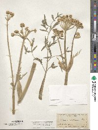 Image of Angelica capitellata