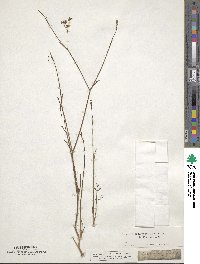 Foeniculum vulgare subsp. vulgare image