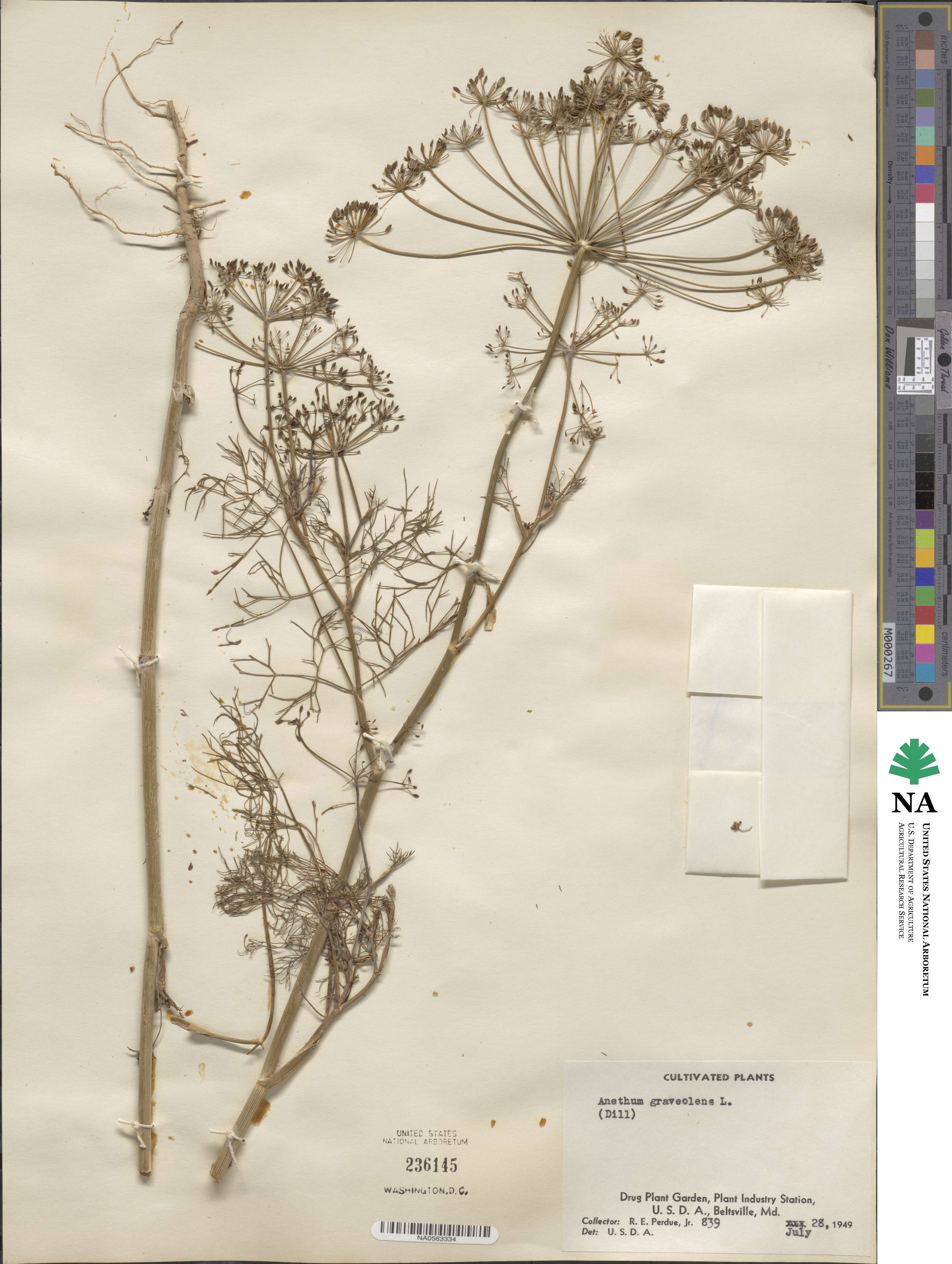 Anethum graveolens image