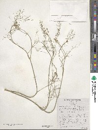 Anethum graveolens image