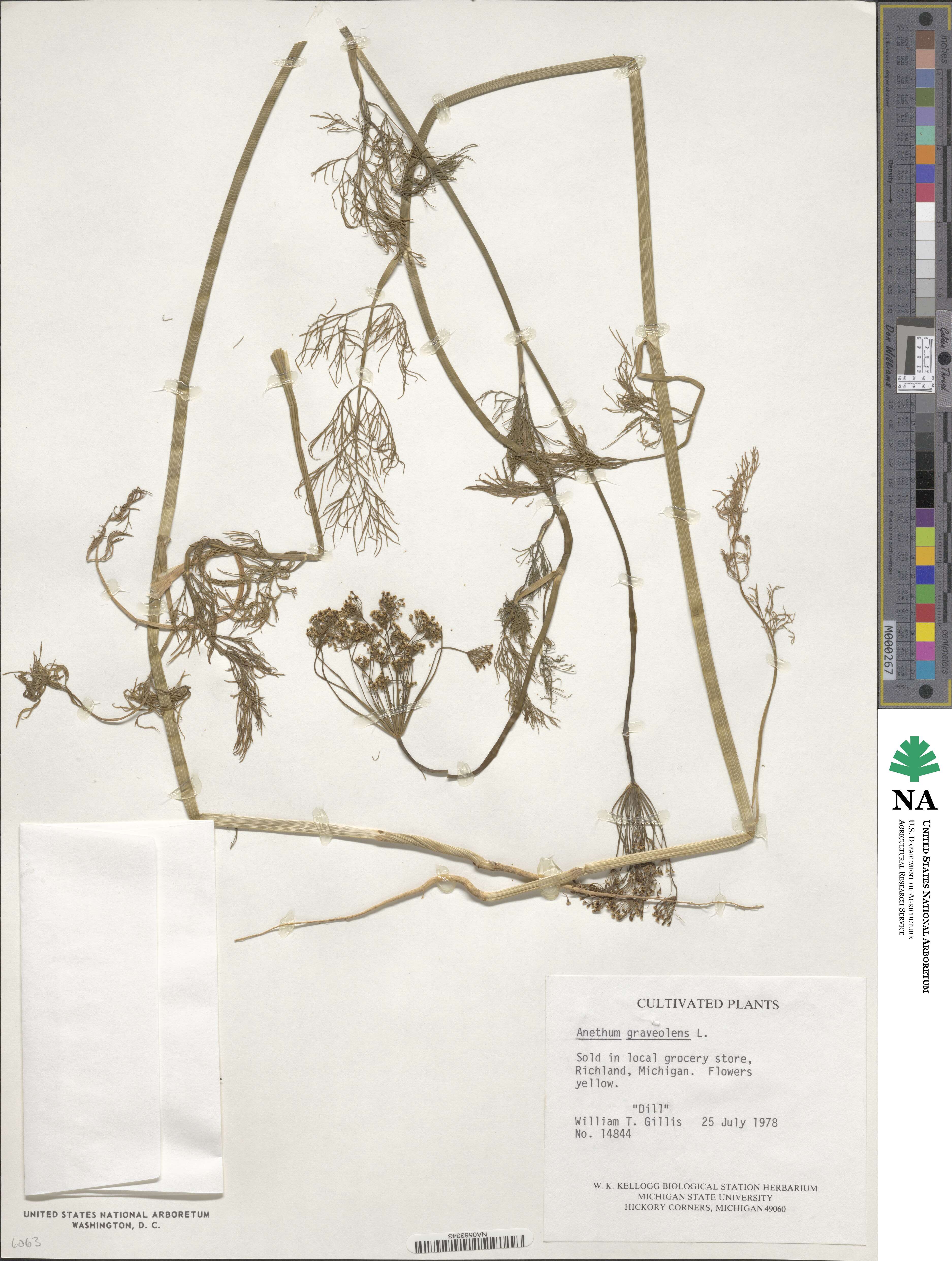 Anethum graveolens image