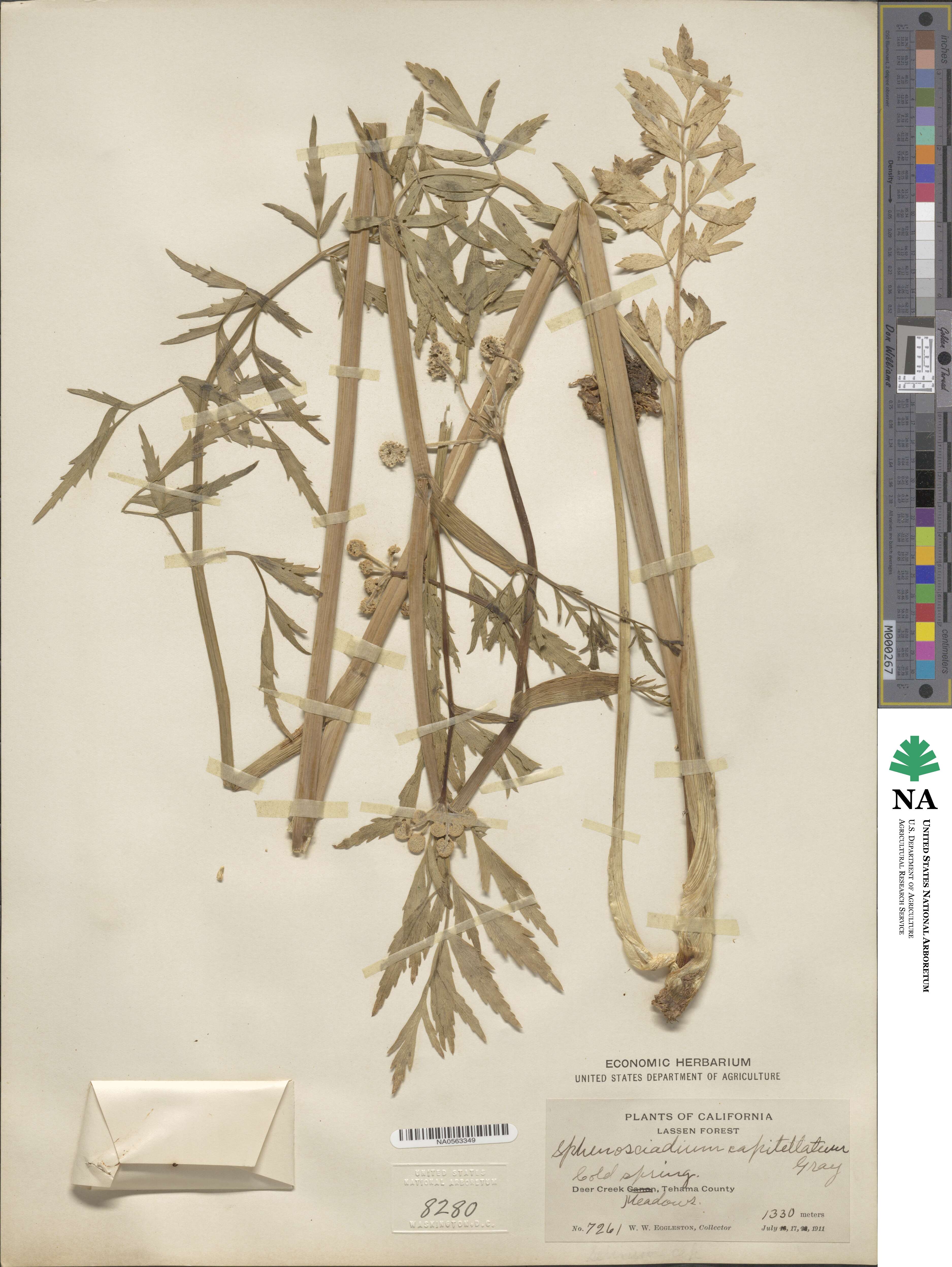 Angelica capitellata image