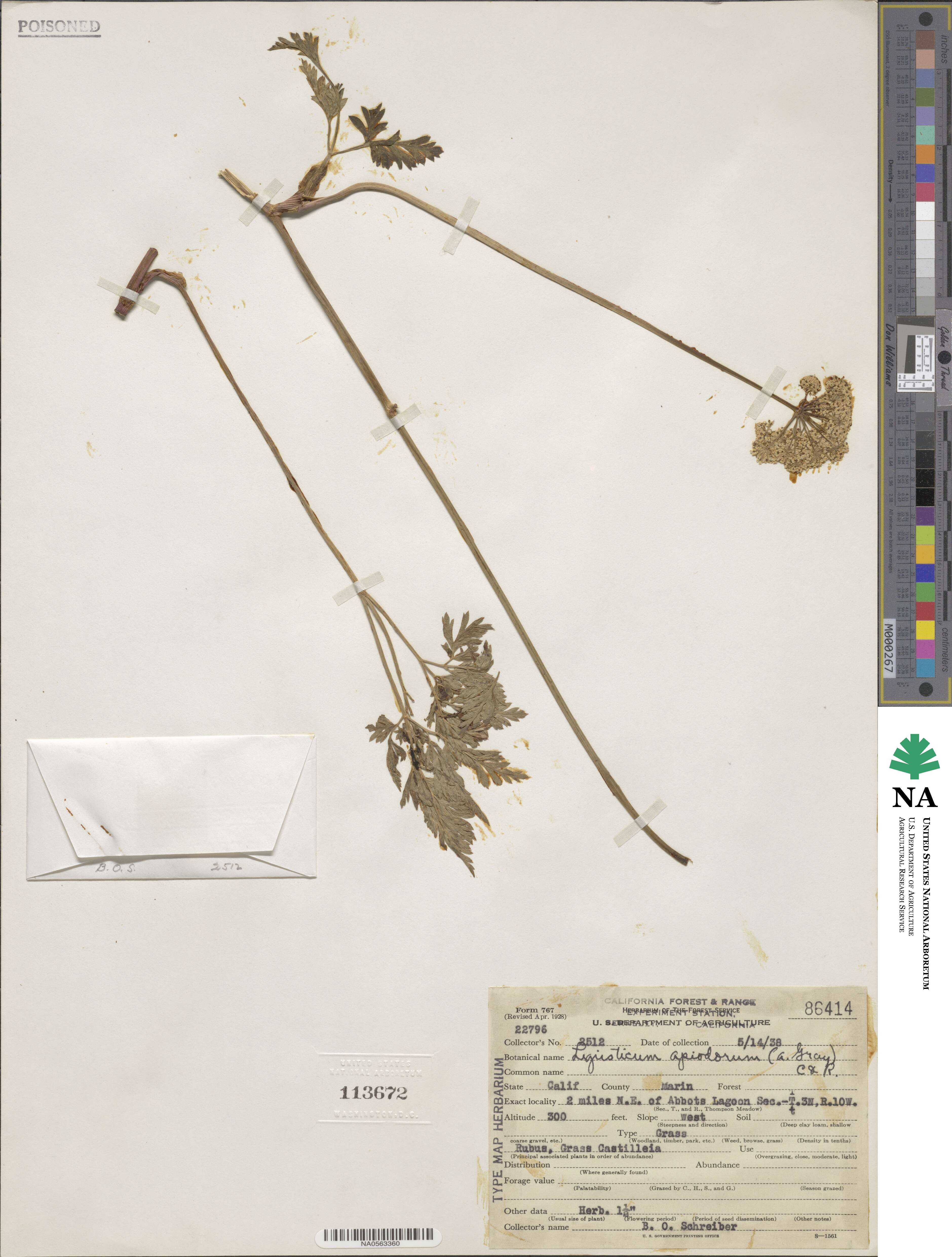 Lomatium dissectum image