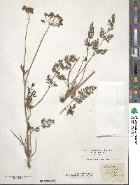 Selinum carvifolia image