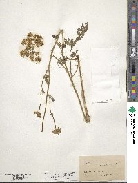 Selinum carvifolia image