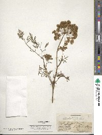 Selinum carvifolia image