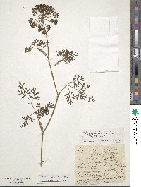 Image of Katapsuxis silaifolia